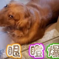 Yih-Dar SHIEH