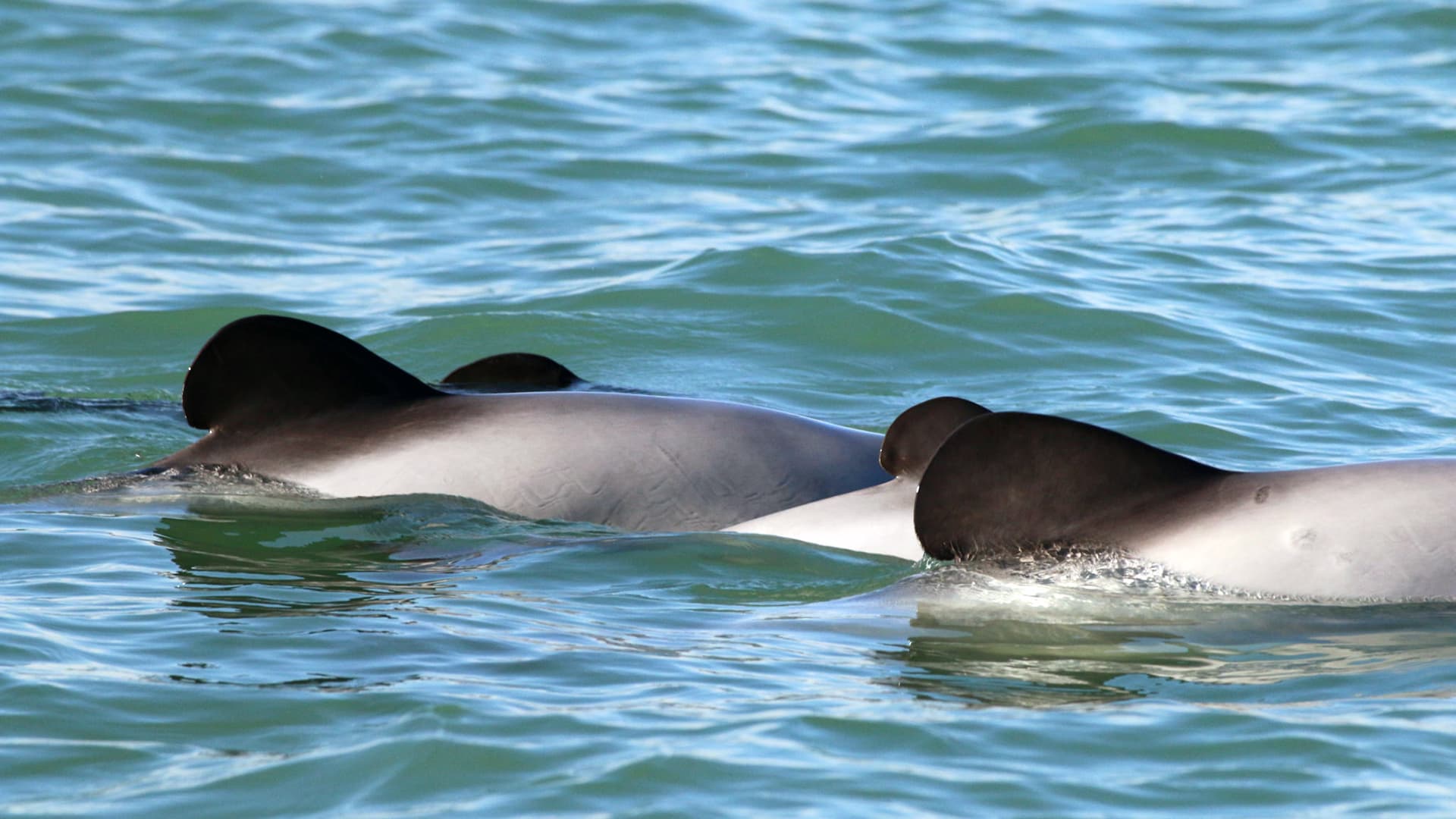 Close up of the Maui dolphin rounded fin.