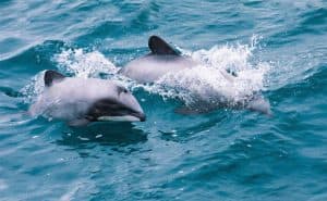 Maui dolphins swimming.