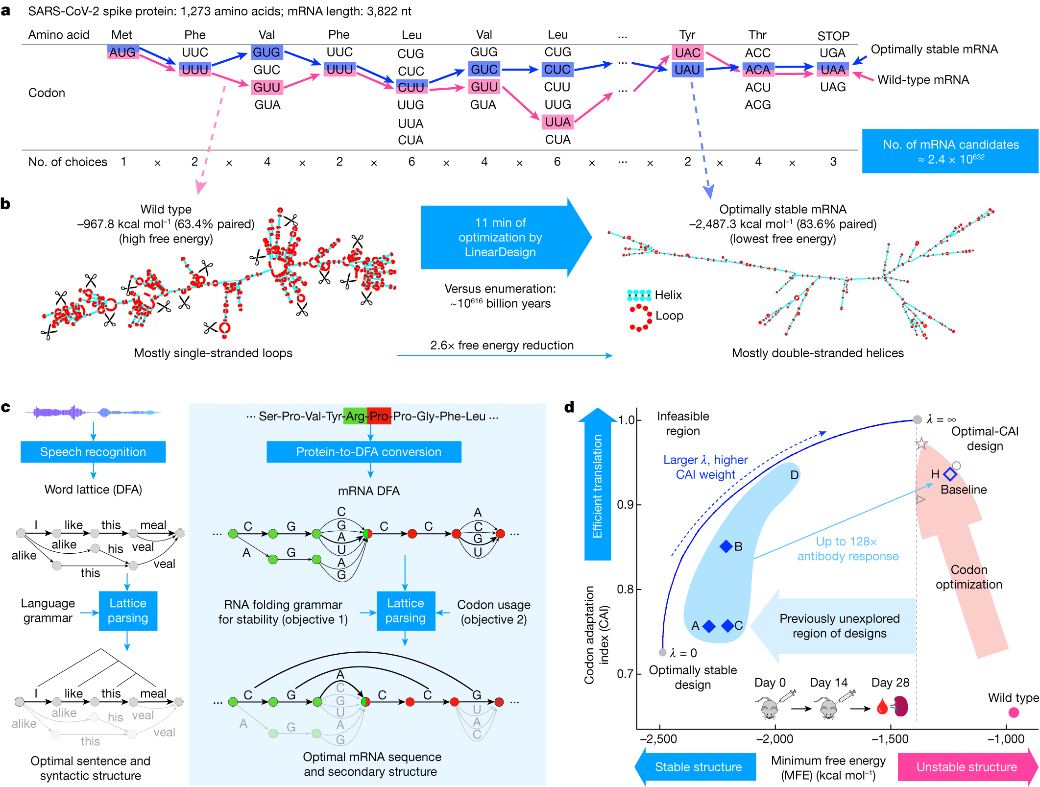 The mRNA codon optimization design space: billions of possible sequences encoding the same protein