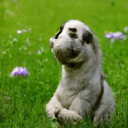 dog_cropped
